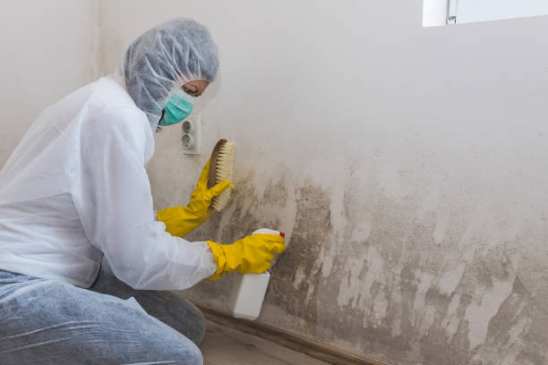 Best Mold Remediation for Healthcare Facilities  in Sweetser, IN